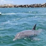 Crab Island Dolphin Jet Ski Adventure - Authentic Reviews and What They Reveal