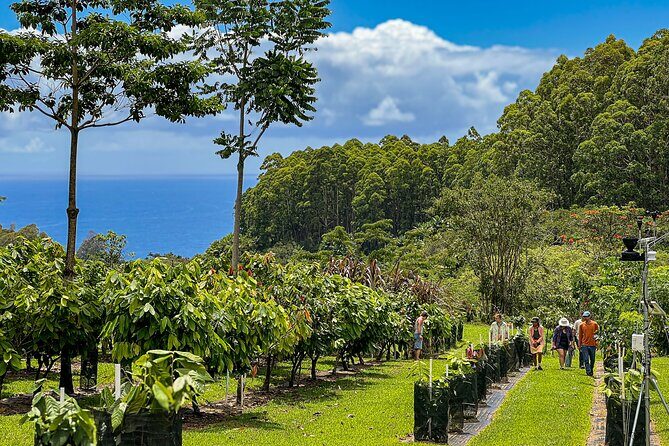 Craft Chocolate Tasting and Farm Experience on the Big Island - Final Thoughts: Who Will Love This?