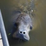 Craigcat Rental in Merritt Island - The Sum Up