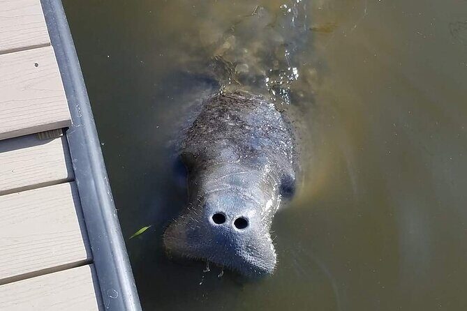 Craigcat Rental in Merritt Island - The Sum Up