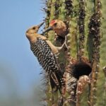 Creative Soul Scavenger Hunt(Sabino Canyon&Catalina Park,Tucson) - The Value of the Price Point