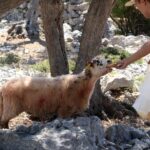 Cres: Olive Oil Walking Tour with Tastings - The Walk and Its Practicalities