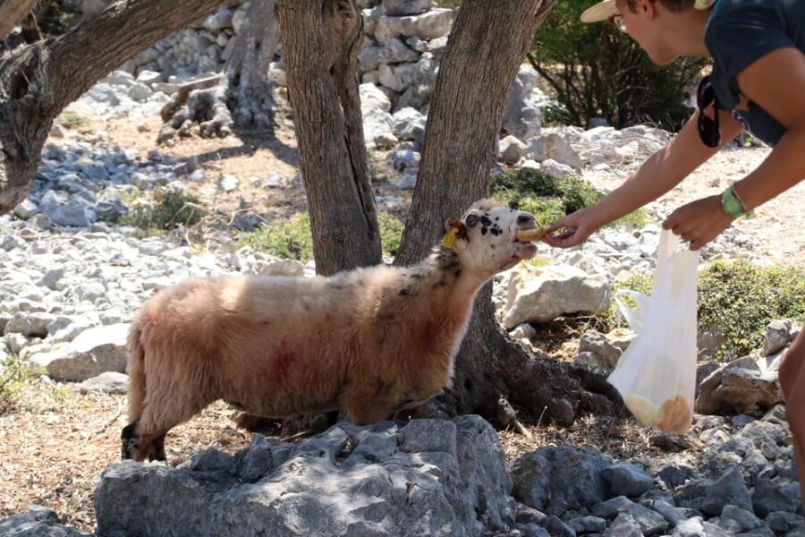 Cres: Olive Oil Walking Tour with Tastings - The Walk and Its Practicalities
