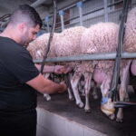 Crete: Farm Visit with Cheese Tasting and Milking Experience - Frequently Asked Questions