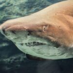 Crete: Heraklion Center, Local Market and Creta Aquarium - Who Should Consider This Tour?