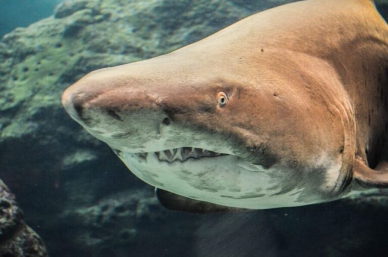 Crete: Heraklion Center, Local Market and Creta Aquarium - Who Should Consider This Tour?