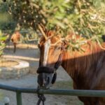 Crete Horse Riding: Cretan Countryside Ride - Who is this tour best for?