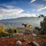 Crete: Knossos, Lasithi Plateau & Zeus Cave Private Tour - Scenic Drive to Lasithi Plateau