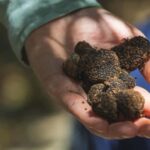 Crete: Truffle Hunting with Dog & Lunch in Rouvas Forest - Practical Details and What to Expect