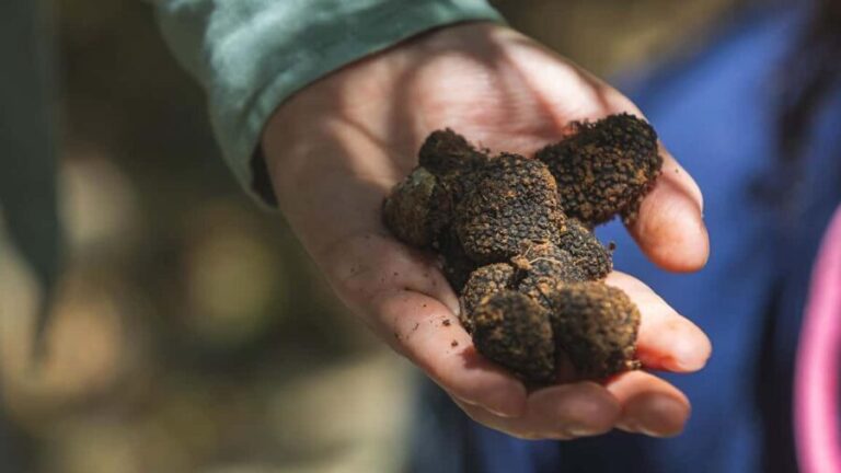 Crete: Truffle Hunting with Dog & Lunch in Rouvas Forest - Practical Details and What to Expect