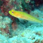 Crikvenica/Krk island: Try Scuba Dive - Final Thoughts