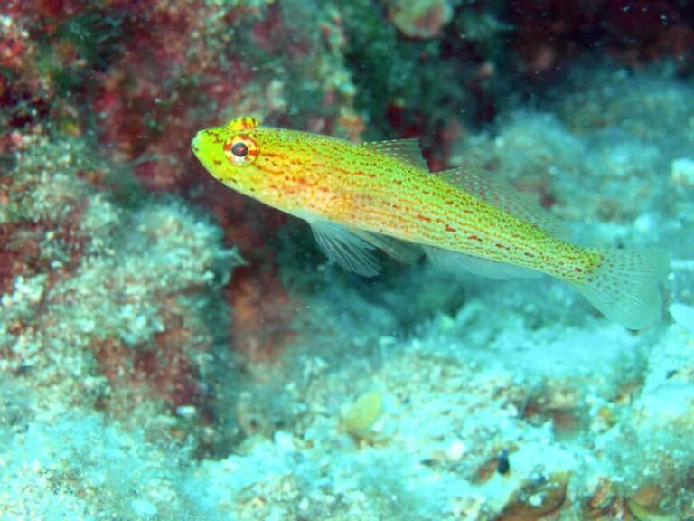 Crikvenica/Krk island: Try Scuba Dive - Final Thoughts