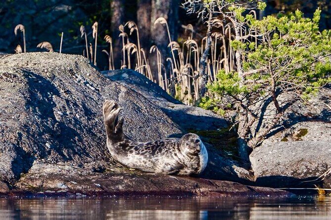 Cruise in Puumala by Lake Saimaa - Who Will Love This Tour?