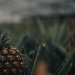 Cruise Travellers: Sete Cidades Volcano, The Blue & Green Lake - The Downside and Considerations