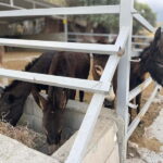 Cypriot Traditions and Donkey Adventures - Why This Tour Works Well