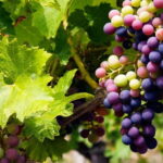 Cyprus: Troodos Mountain Wine Tour with a Local - Is This Tour Worth the Price?
