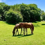 Dajti Mountain & Shengjergj Waterfall Day Trip on Land Rover - The Journey Begins: Picking Up and Heading Out