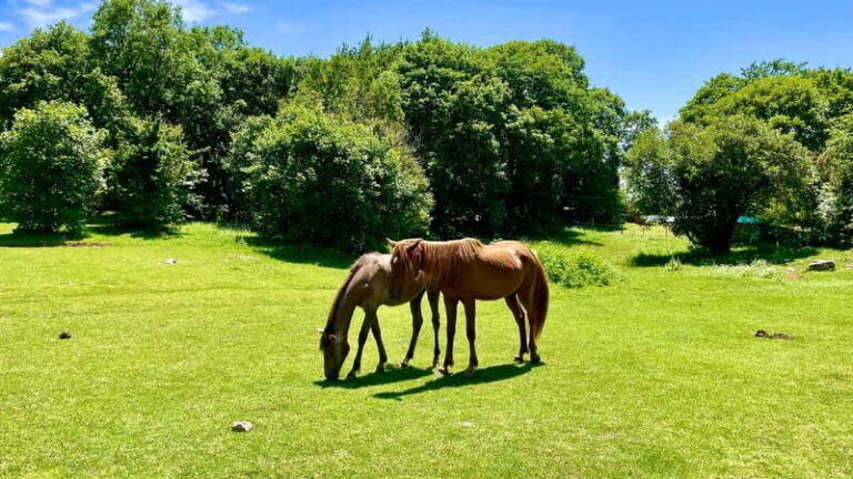 Dajti Mountain & Shengjergj Waterfall Day Trip on Land Rover - The Journey Begins: Picking Up and Heading Out