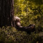 Dala-Floda: Forest Bathing Guided Meditative Walk - FAQs
