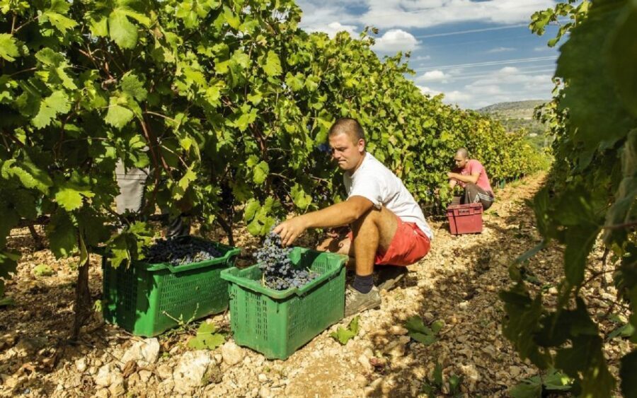 Dalmatian Delights: Food & Wine Tour from Split or Trogir - What the Experience Looks Like