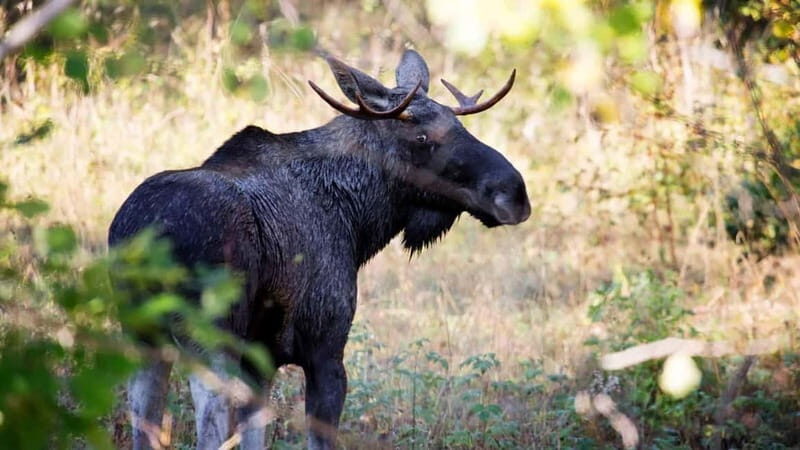 Dals Långed: Moose Park Guided Tour with Feeding - The Structure of the Tour