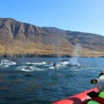 Dalvík: Whale Watching Speedboat Tour - The Itinerary Breakdown