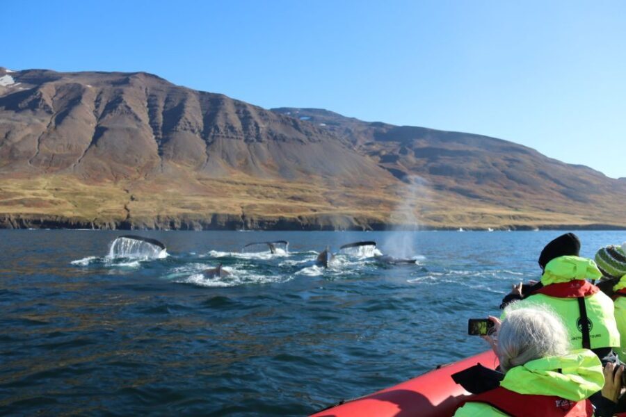 Dalvík: Whale Watching Speedboat Tour - The Itinerary Breakdown