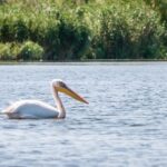 Danube Delta - 2-Day Tour from Bucharest - Why the Tour is Worth It