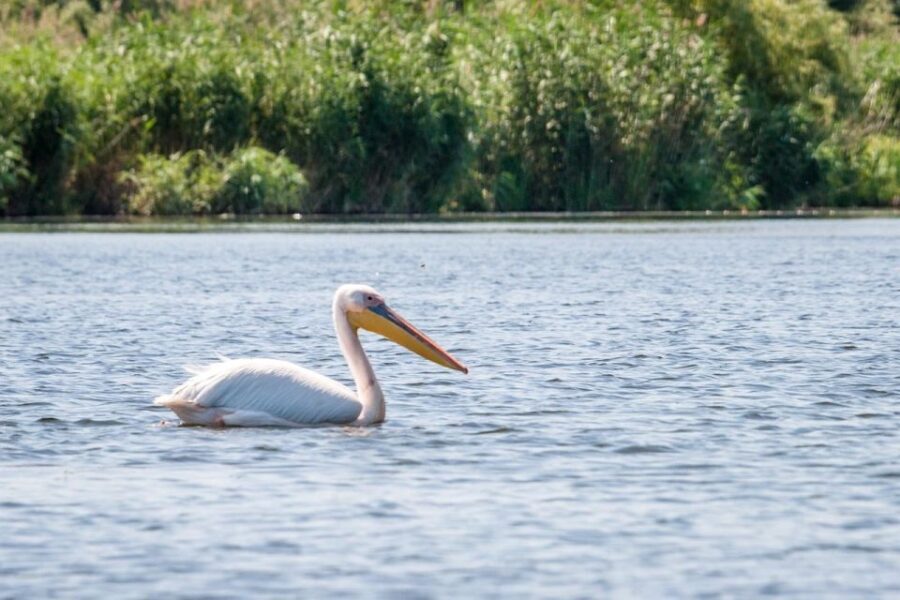 Danube Delta - 2-Day Tour from Bucharest - Why the Tour is Worth It