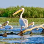 Danube Delta and Black See - 2 Days Private Tour from Bucharest - The Value of a Private Tour