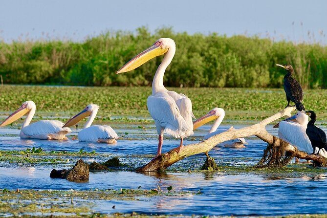 Danube Delta and Black See - 2 Days Private Tour from Bucharest - The Value of a Private Tour