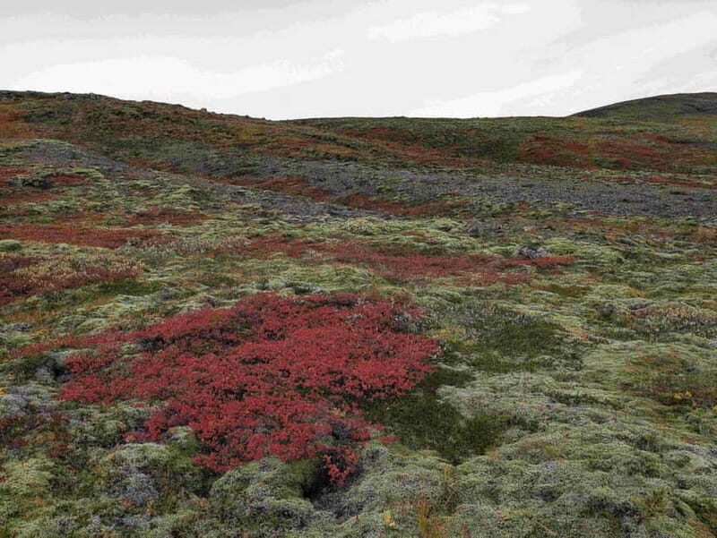 Day Hike to Grimannsfell: Waterfall & Legacy - moderate - A Closer Look at the Experience