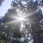 Day Tour to Kings Canyon National Park - The Experience’s Value and Who It’s For