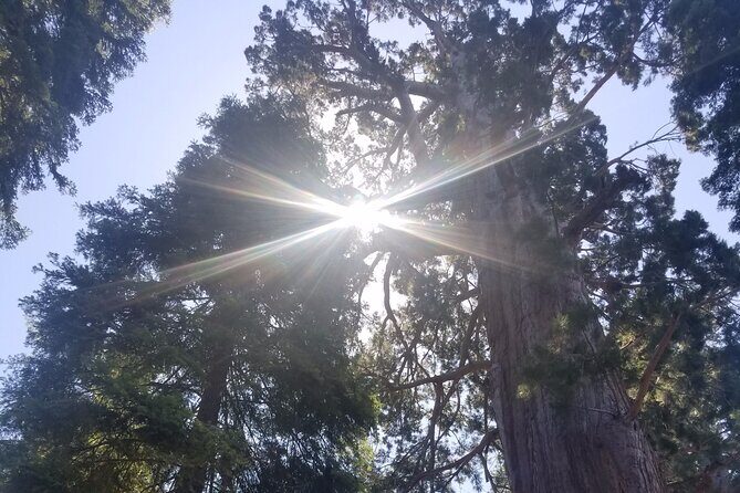 Day Tour to Kings Canyon National Park - The Experience’s Value and Who It’s For