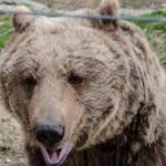 Day trip Bran Castle, Rasnov Fortress and Bear Sanctuary - The Itinerary: How the Day Unfolds