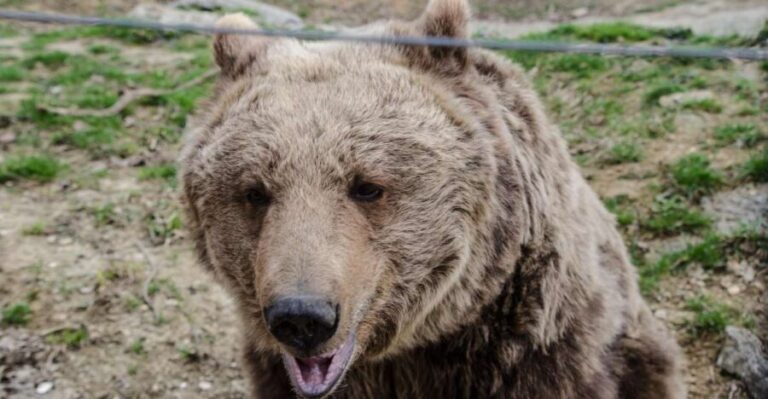 Day trip Bran Castle, Rasnov Fortress and Bear Sanctuary - The Itinerary: How the Day Unfolds