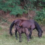 Day Trip: Rila Monastery & Ivan Rilski Cave  Small Group - FAQ
