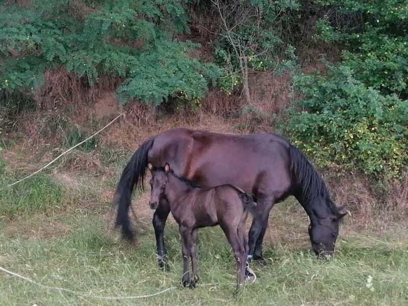 Day Trip: Rila Monastery & Ivan Rilski Cave Small Group - FAQ