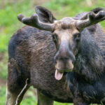 Day Trip To Gauja National Park: Animals, and Castles - The Return: Wrapping Up the Day