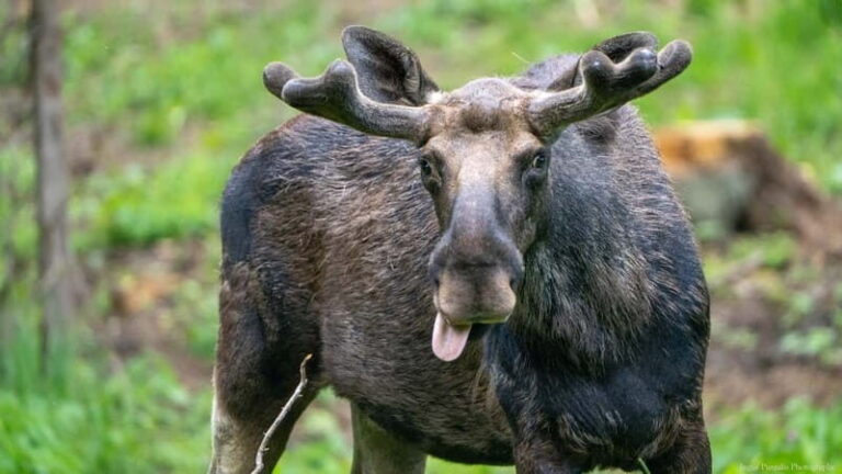 Day Trip To Gauja National Park: Animals, and Castles - The Return: Wrapping Up the Day