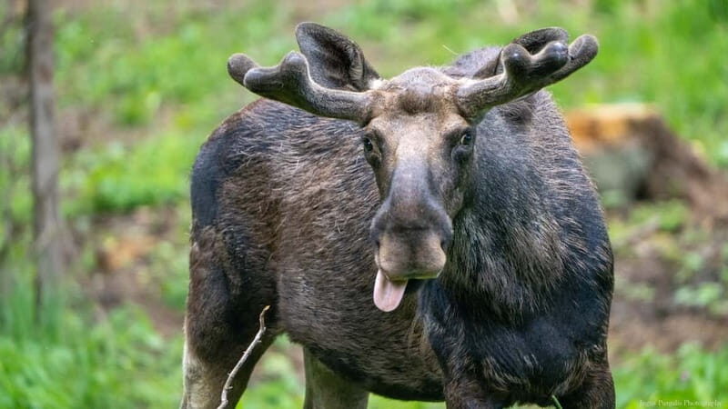 Day Trip To Gauja National Park: Animals, and Castles - The Return: Wrapping Up the Day