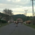 Day Trip to the Land of Hidden Caves - The Geological and Natural Highlights