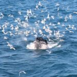 Deluxe Whale Watching and Whales of Iceland Exhibition Combo from Reykjavik - Practical Tips for Your Trip