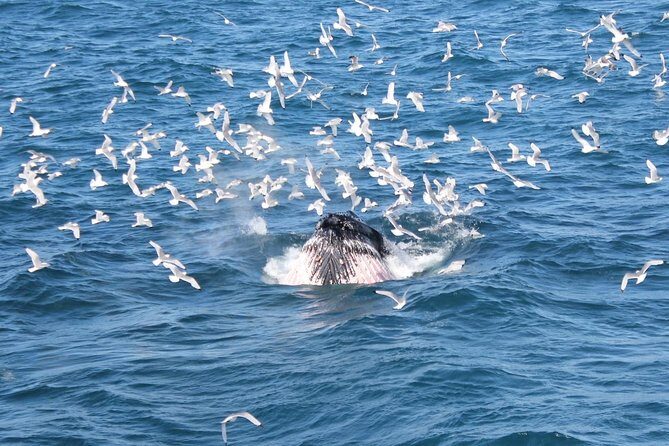 Deluxe Whale Watching and Whales of Iceland Exhibition Combo from Reykjavik - Practical Tips for Your Trip
