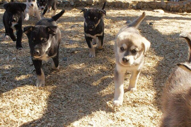 Denali Husky Kennel & Brewpub Visit  Half-Day Experience - The Practical Side: What You Need to Know