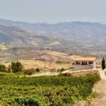 Di Giovanna Winery Tour & 5 Wine Tasting - The Value of the Price