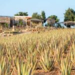 Discover Aloe: A Farm Walk & Workshop - The Farm & the Guides