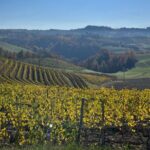 Discover Brunello Wines with DiWine Experience - Who Is This Tour Best For?
