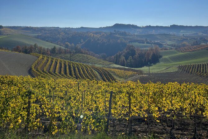 Discover Brunello Wines with DiWine Experience - Who Is This Tour Best For?