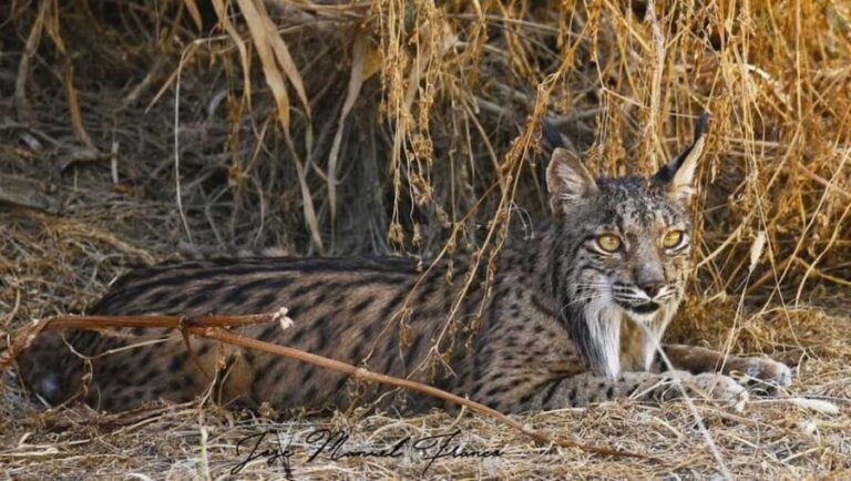 Discover Doñana & Iberian Lynx: Premium Nature Tour - How the Tour Is Organized